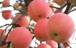 Apple donnen poud