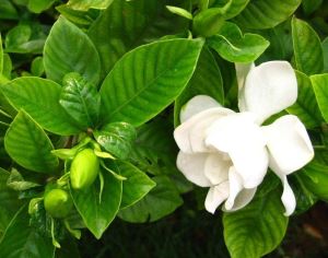 gardenia jòn