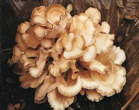 Benefis Reishi Mushroon