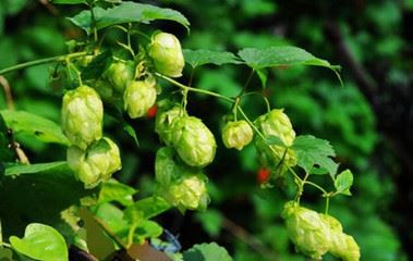 hop
