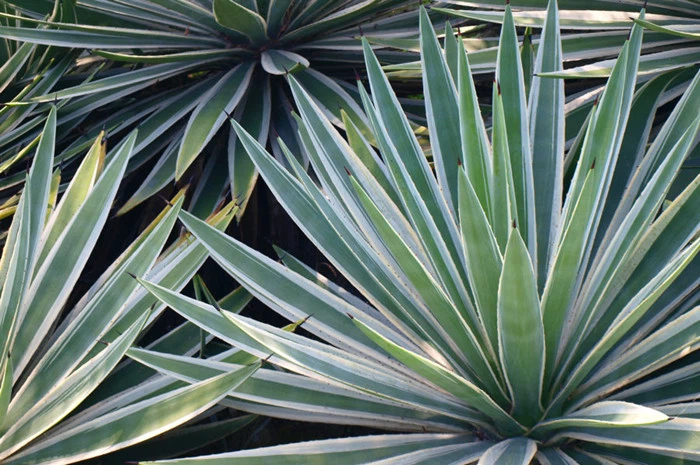 yucca