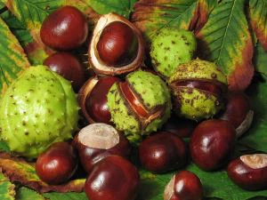 Cheval Chestnut Grenn èkstre