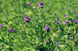 Alfalfa Ekstre