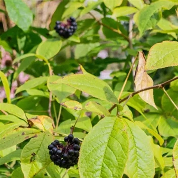 Tipik byen koni adaptogen