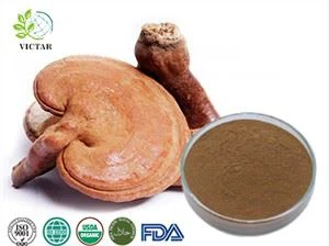 Organic Reishi djondjon ekstrè poud